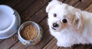 Premium Pet Nutrition Fulfilment Canada, Scalable eCommerce 3PL Solutions